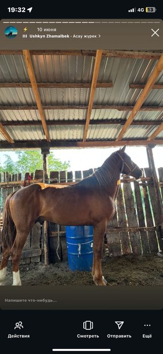 Жеребец 4. 5 года рост 1.70