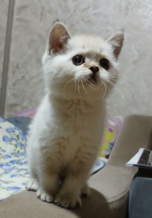 Скоттишь страйт мальчик