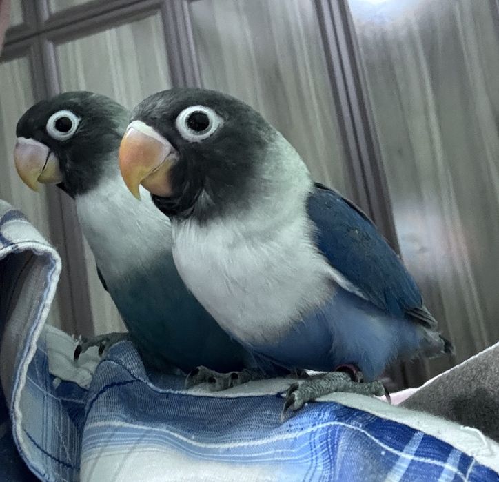 Неразлучник маска