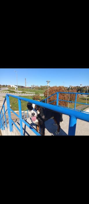 Ciobanesc de Berna în căutare de căsuța