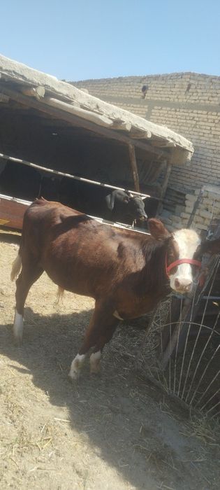 Paroda buqachala sotiladi