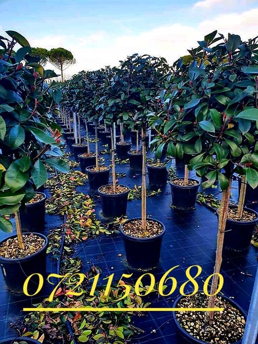 Maslini, palmieri, leandrii, tuia, platani, buxus, spirala, pon pon