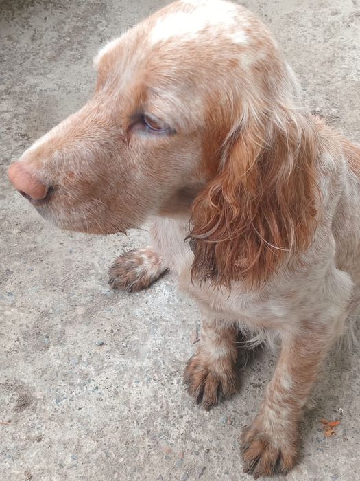 Продам спаниель рабочая