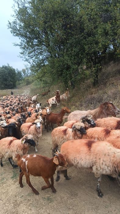 15 oii REFORMĂ Oraș Turceni