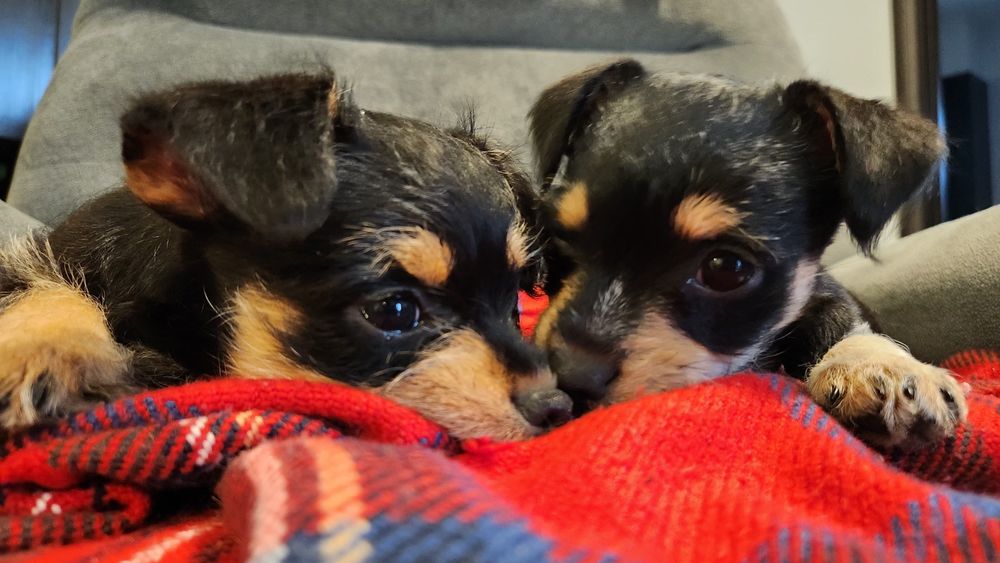 Pui metis pinscher pitic