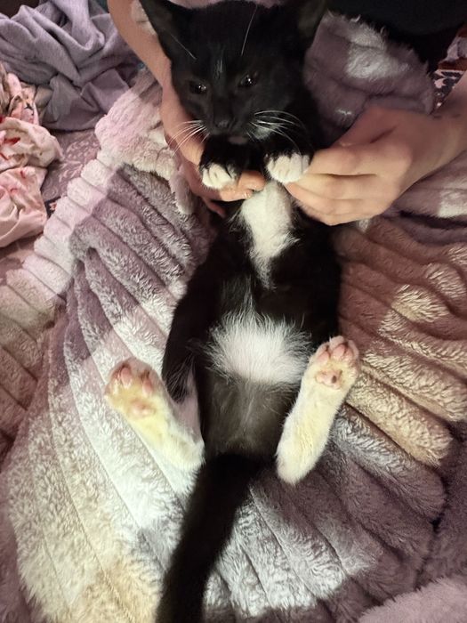 donez pisoi, URGENT!