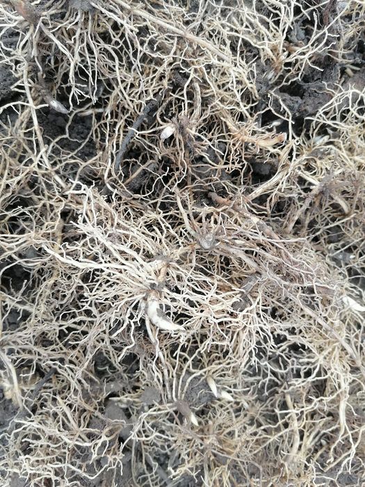 Ландыши майские рассада