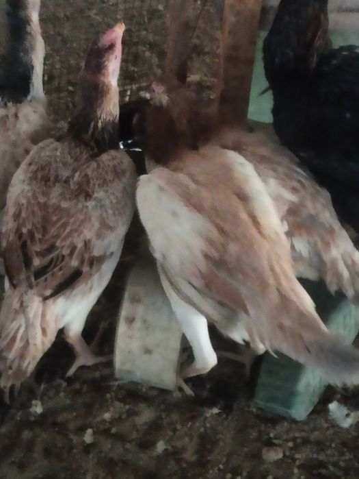 Dakan xoʻroz va makoyon lar sotiladi