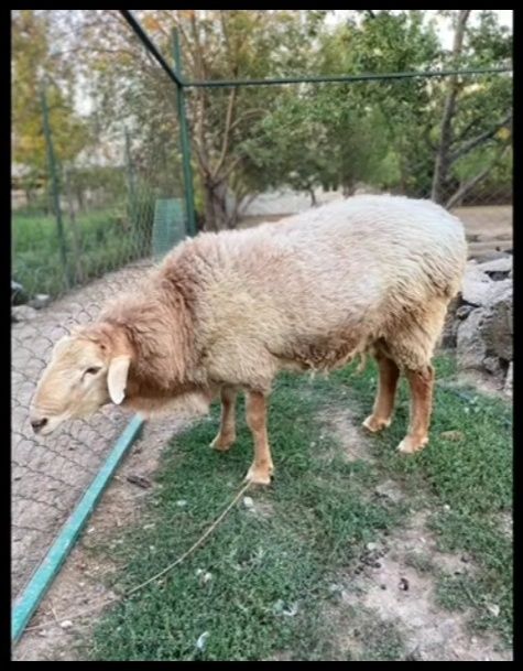 Мощный кошкар на племя