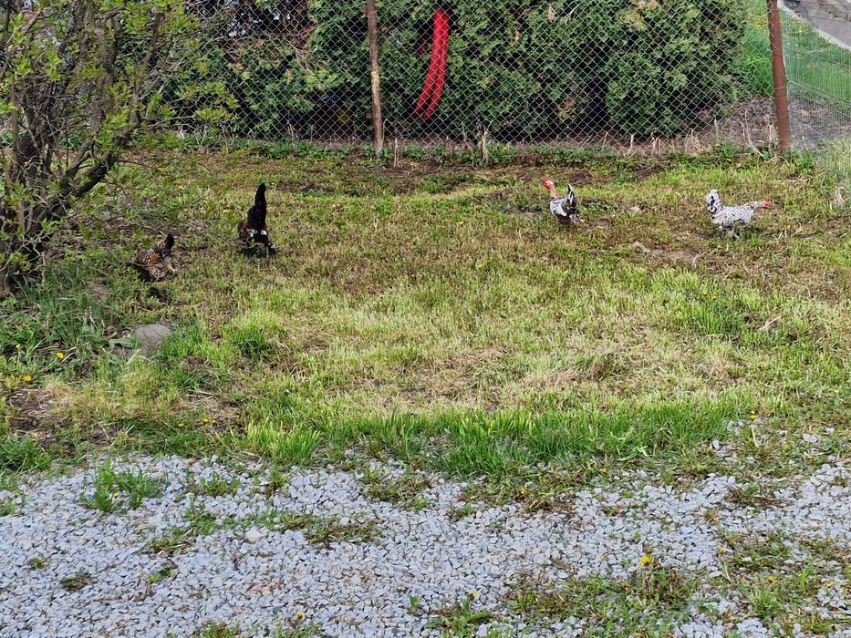 Ouă de vânzare gainuse mi de flori