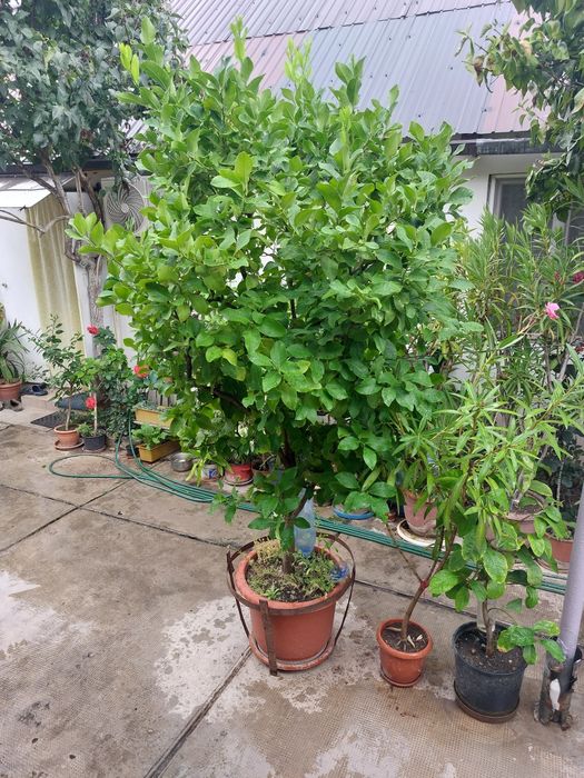 Lămâi de 2 m inaltime