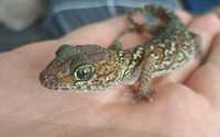 Pictus Gecko / Ground Gecko - Paroedura picta