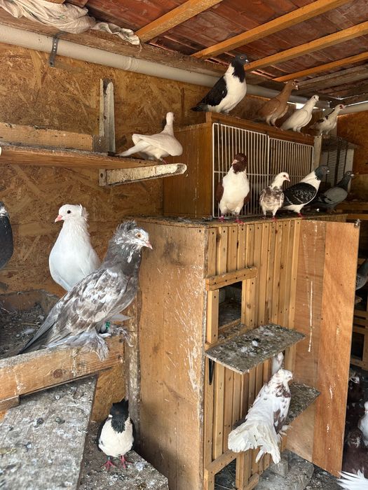 Vând porumbei diferite rase