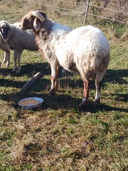 Коч Аваси на 2 години