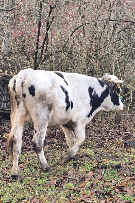 Taur simmental/holstein tanar de reproductie