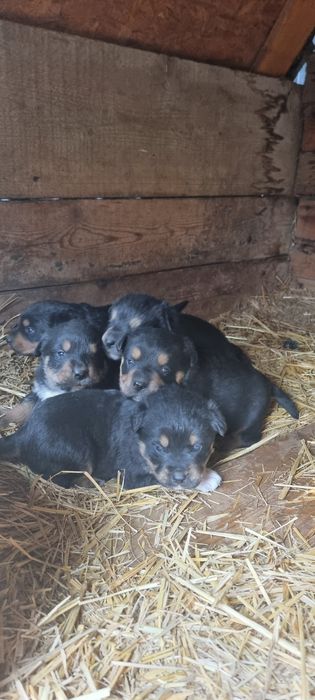 Cățeluși metis rottweiler Craiova