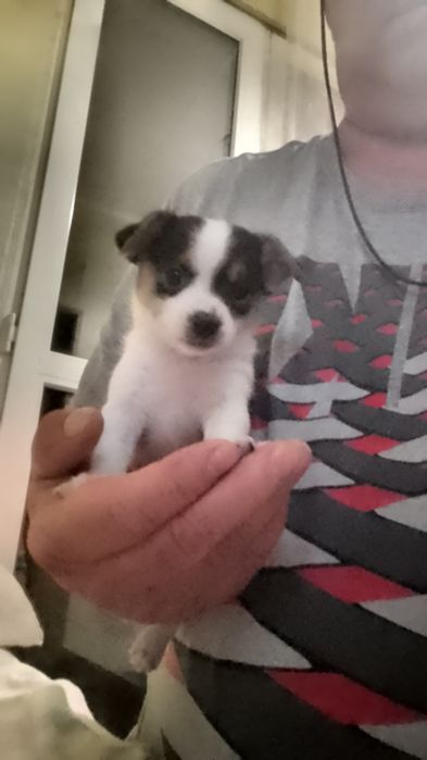 Чихупинчерче, момченце.