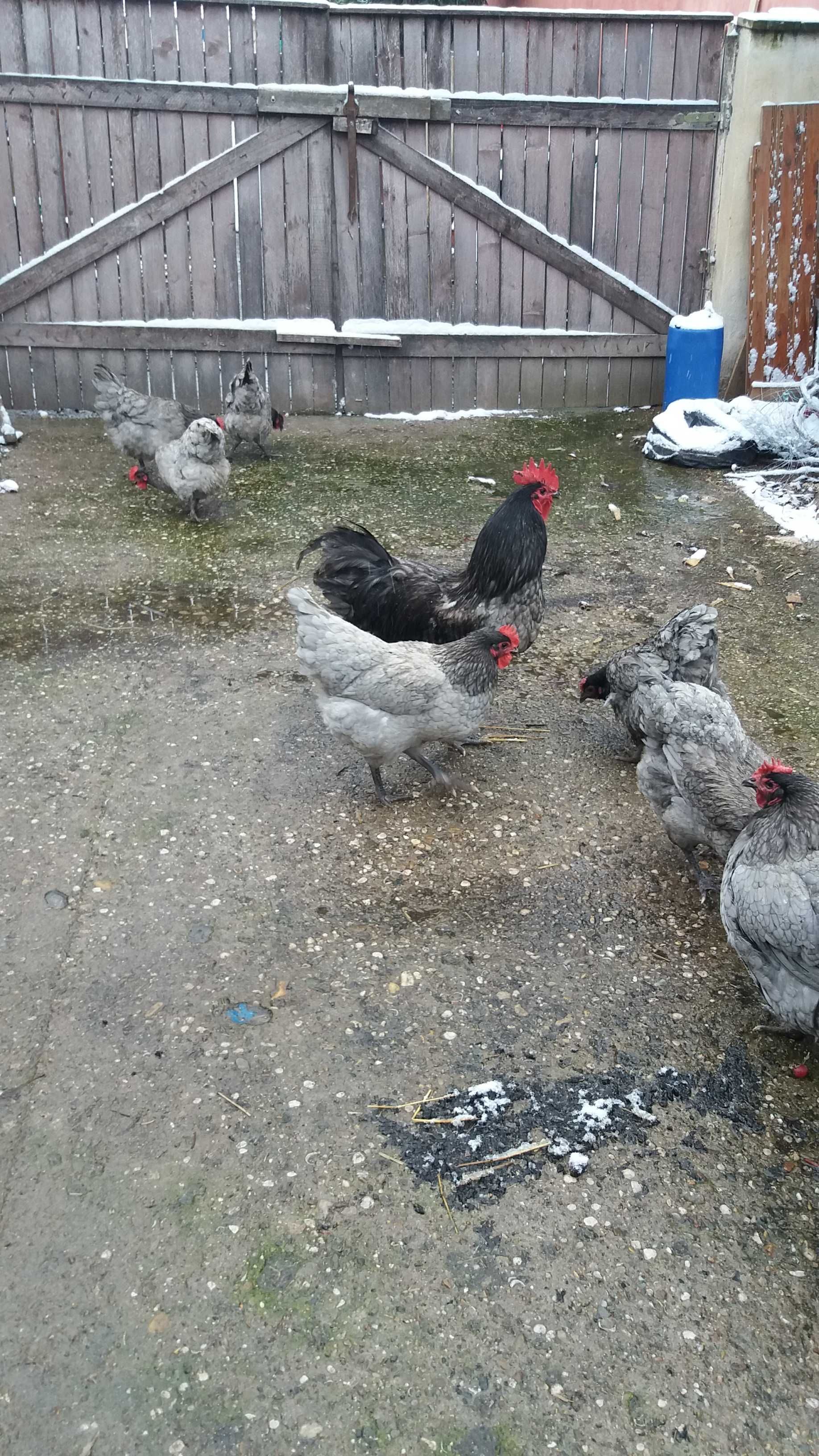 Pui de gaina,  rasa Australorp