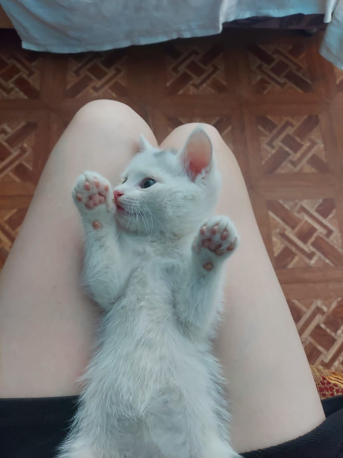Подарю котят игривых