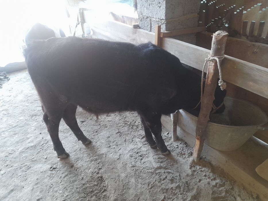 Hukizcha  sotiladi narxini kelishamiz