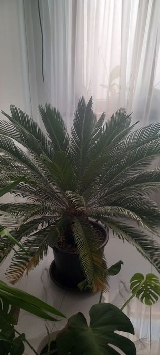 Palmier cicas revoluta japonez exotic