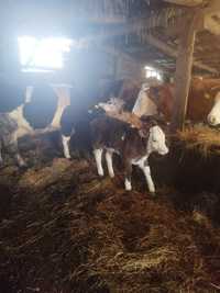 Vaci de vânzare și juninci