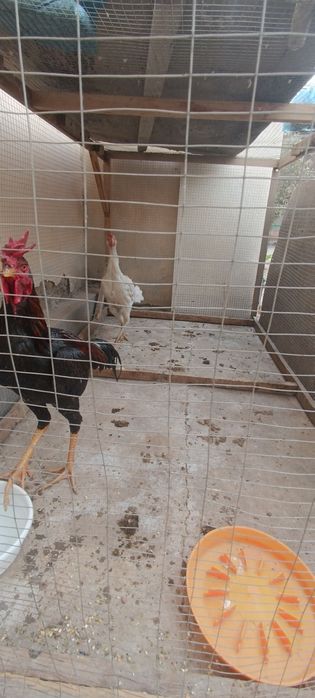 Шалпан ишкивозларига