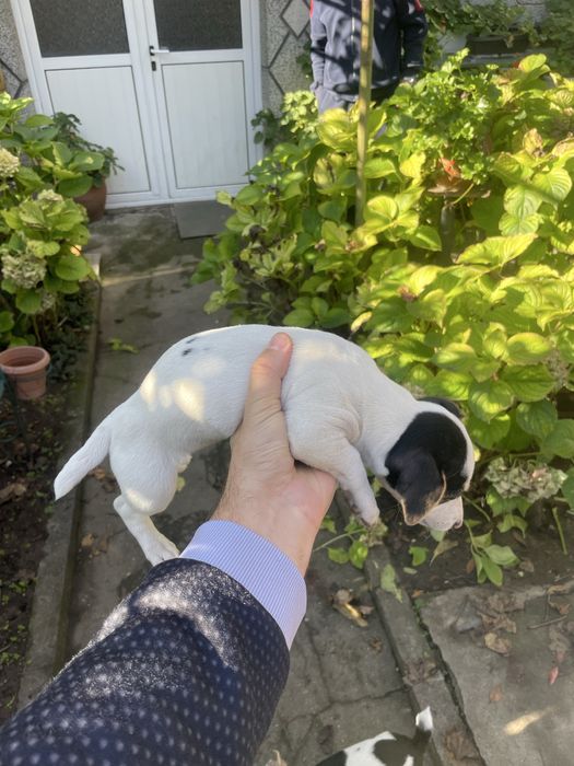 Джак Ръсел подарявам