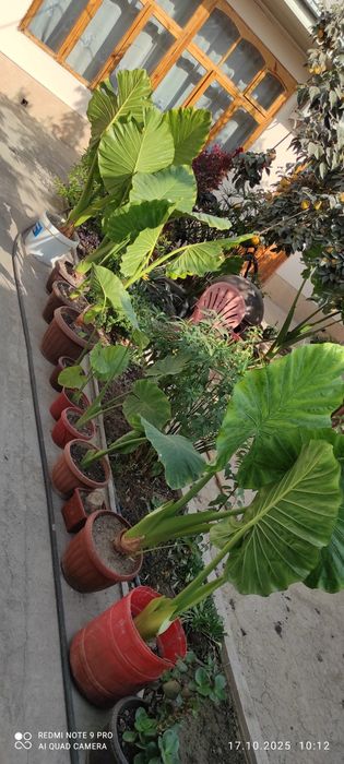 Arma gullar sotiladi arzon narxlada