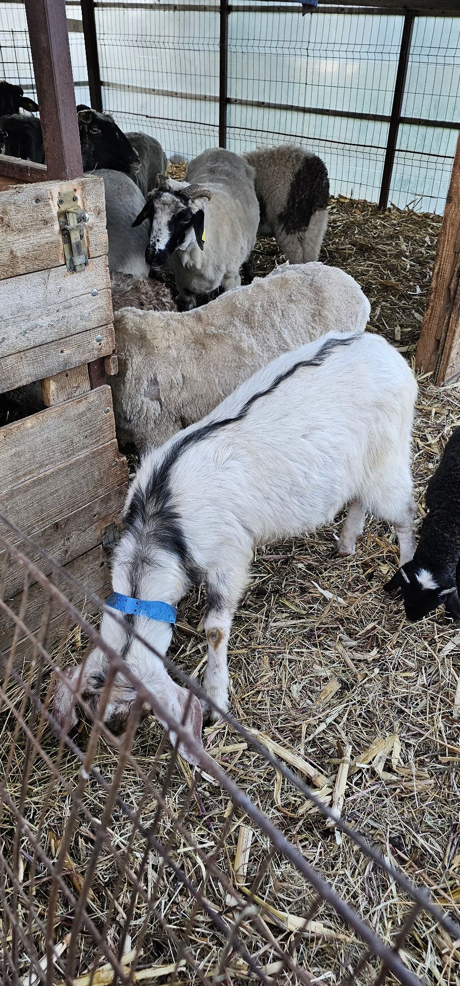 Vând 2 țapi Anglonubian cel alb și cel negru