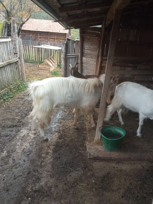 Țap de prăsilă rasa sanen