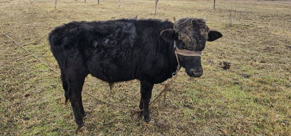 Букача сотилади.