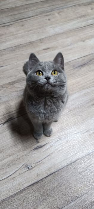 Продам котенка, шотландская, скотиш страйт.