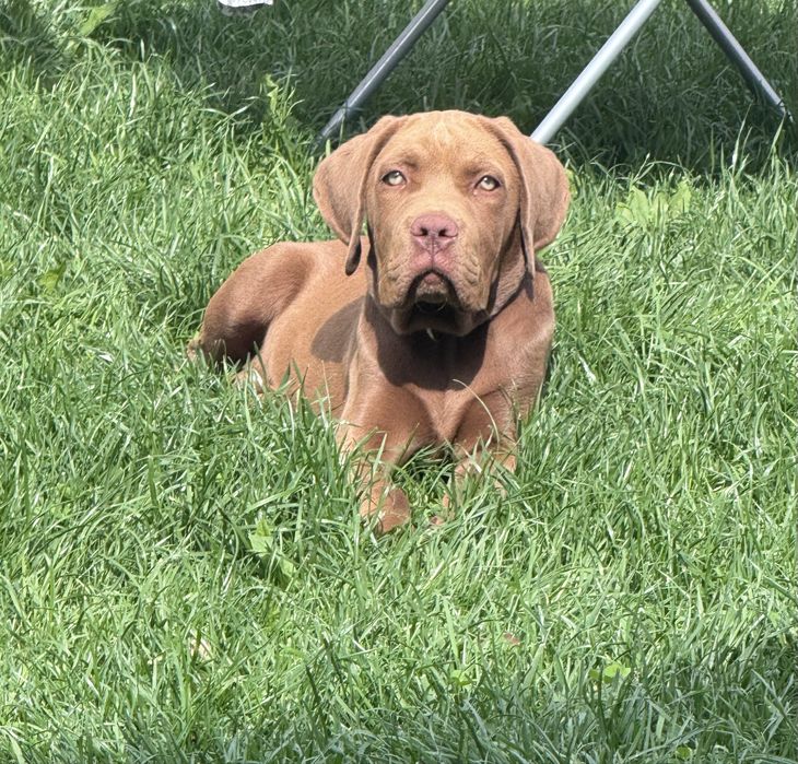Catel/pui caine rasa American Bully XL cu Pedigree