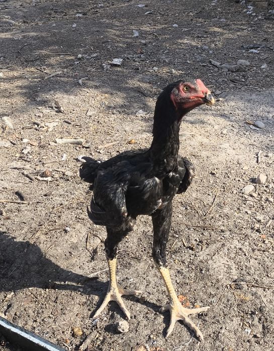 Dakan xoʻroz sotiladi 5 oylik