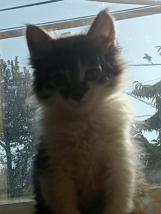 Одам котят в хорошие руки