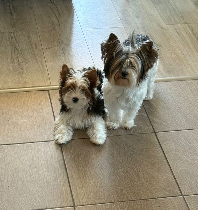 Бивер йоркширски териер