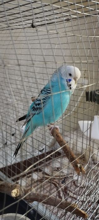 Говорящий попугайчик. С ожерельями чех, Самка