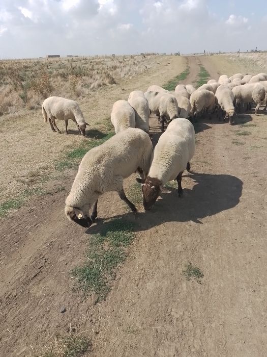 Vând oi țigăi, pe ales