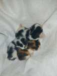 Подаряваме 3 котенца
