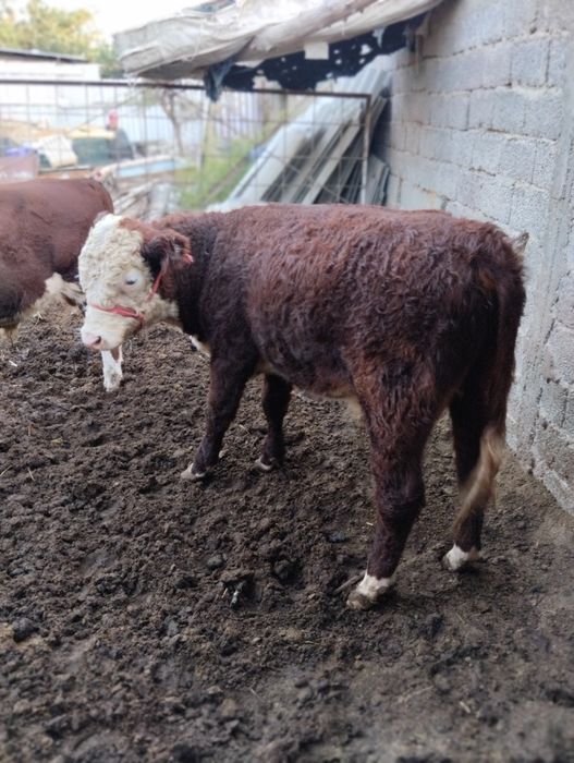 Srochna toza grefort buqalar sotiladi