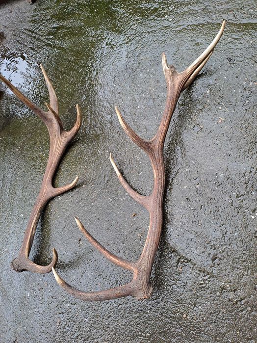 coarne cerb 95 - 100 cm