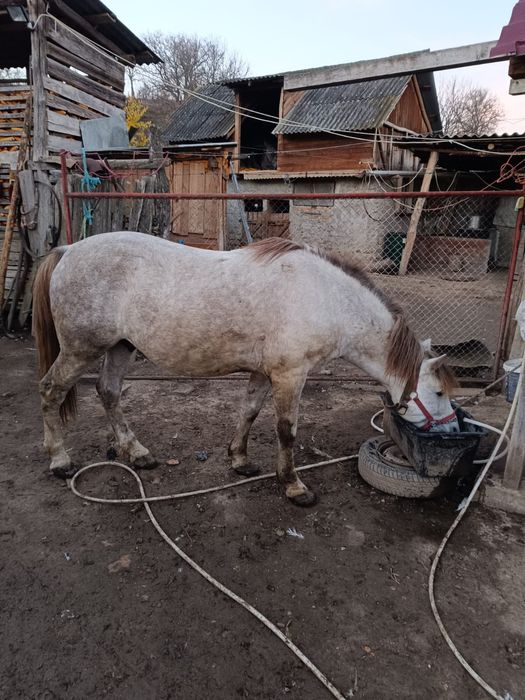 Vind armăsar tinar..