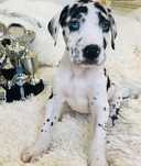 Dog German Great Dane