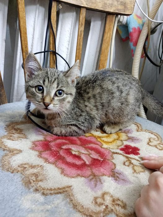 Отдам маленькую кошечку бесплатно