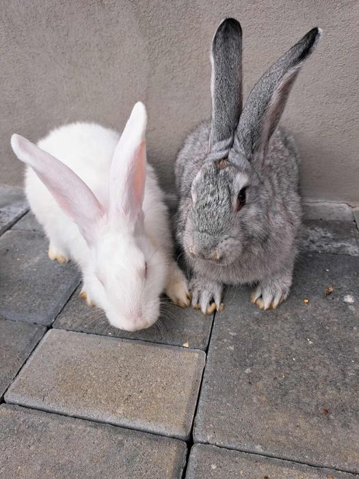 Pereche Iepuri hycole