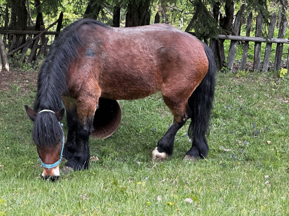 Iapa frumoasa de vanzare