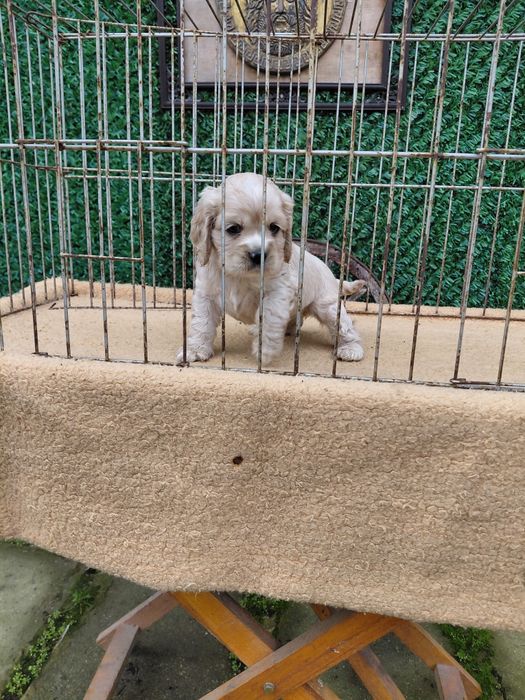 Американски кокер