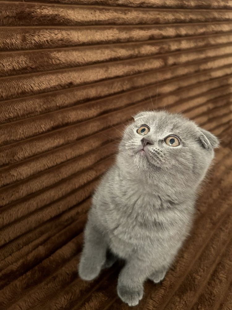 Puiuti Scottish Fold, Scottish Straight