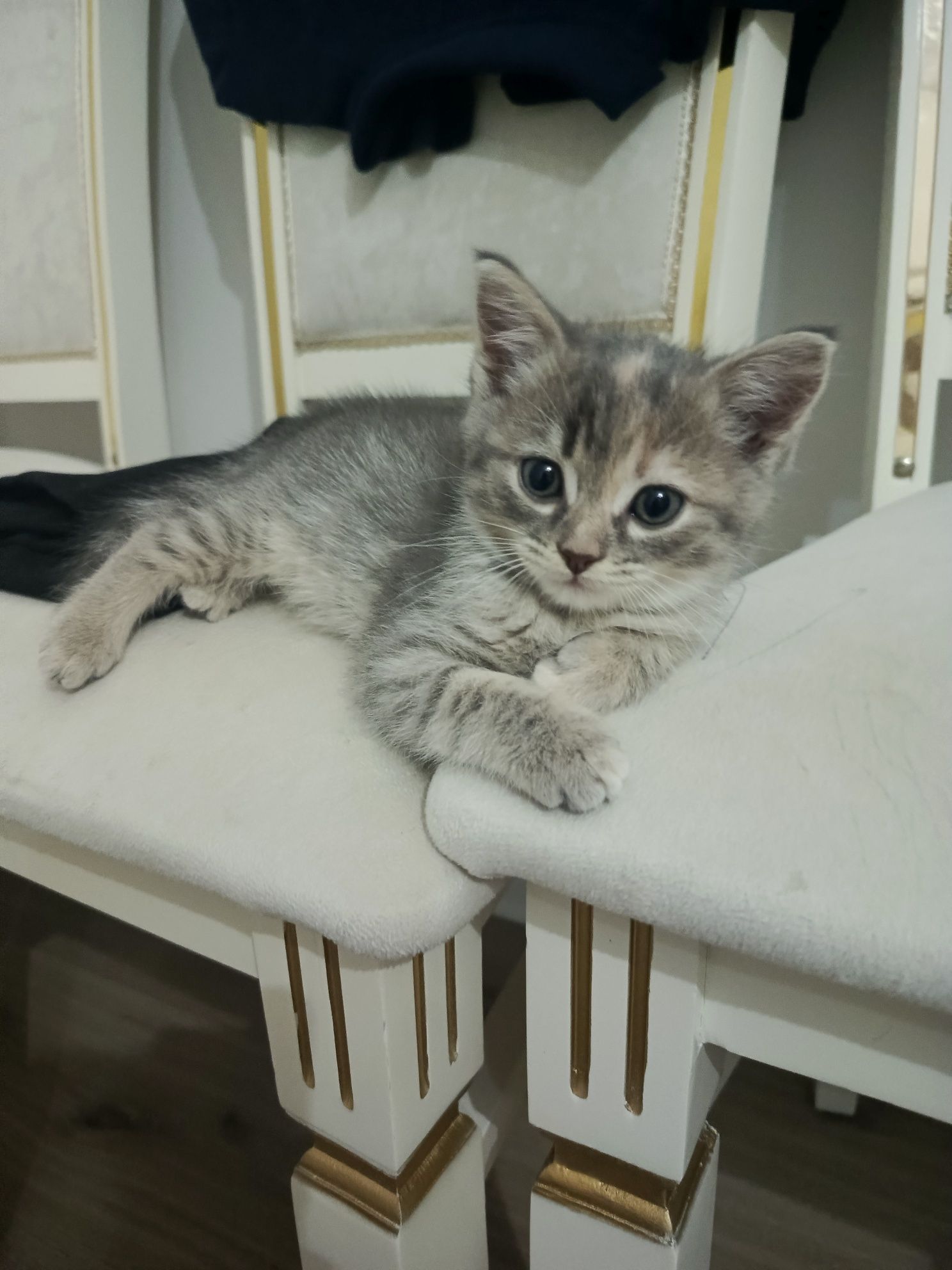 Шотландские котята ищут любящий дом